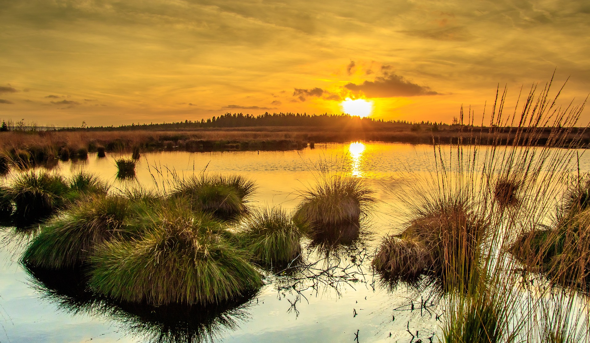 Natural Sinks – The Unsung Heroes of Climate Action?