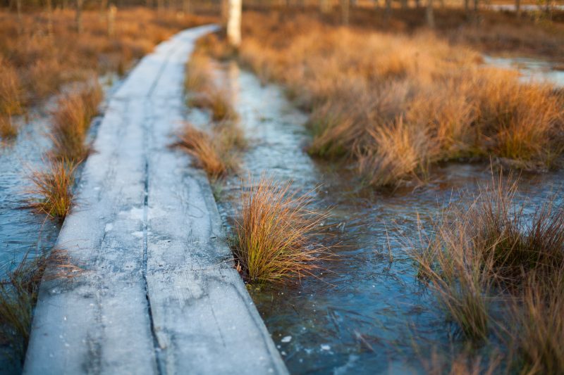 The Preparatory Group of the European Peatlands Initiative officially launched!